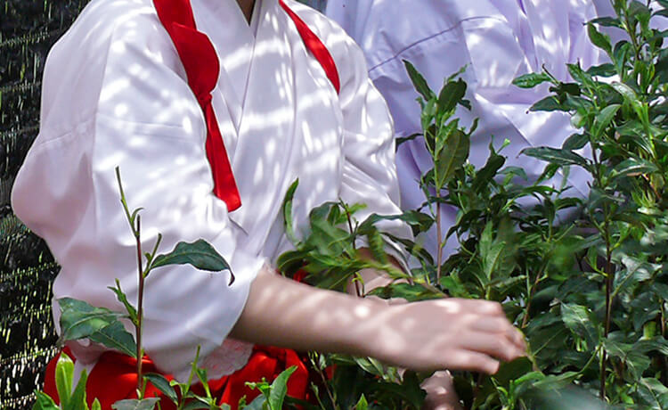 はちまんさんとお茶