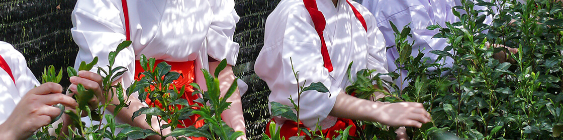 はちまんさんとお茶